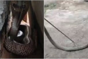 Cobra snake : कोबरा सांप की खौफनाक आवाज़ सुन घर वालों की हालत हुई ख़राब,