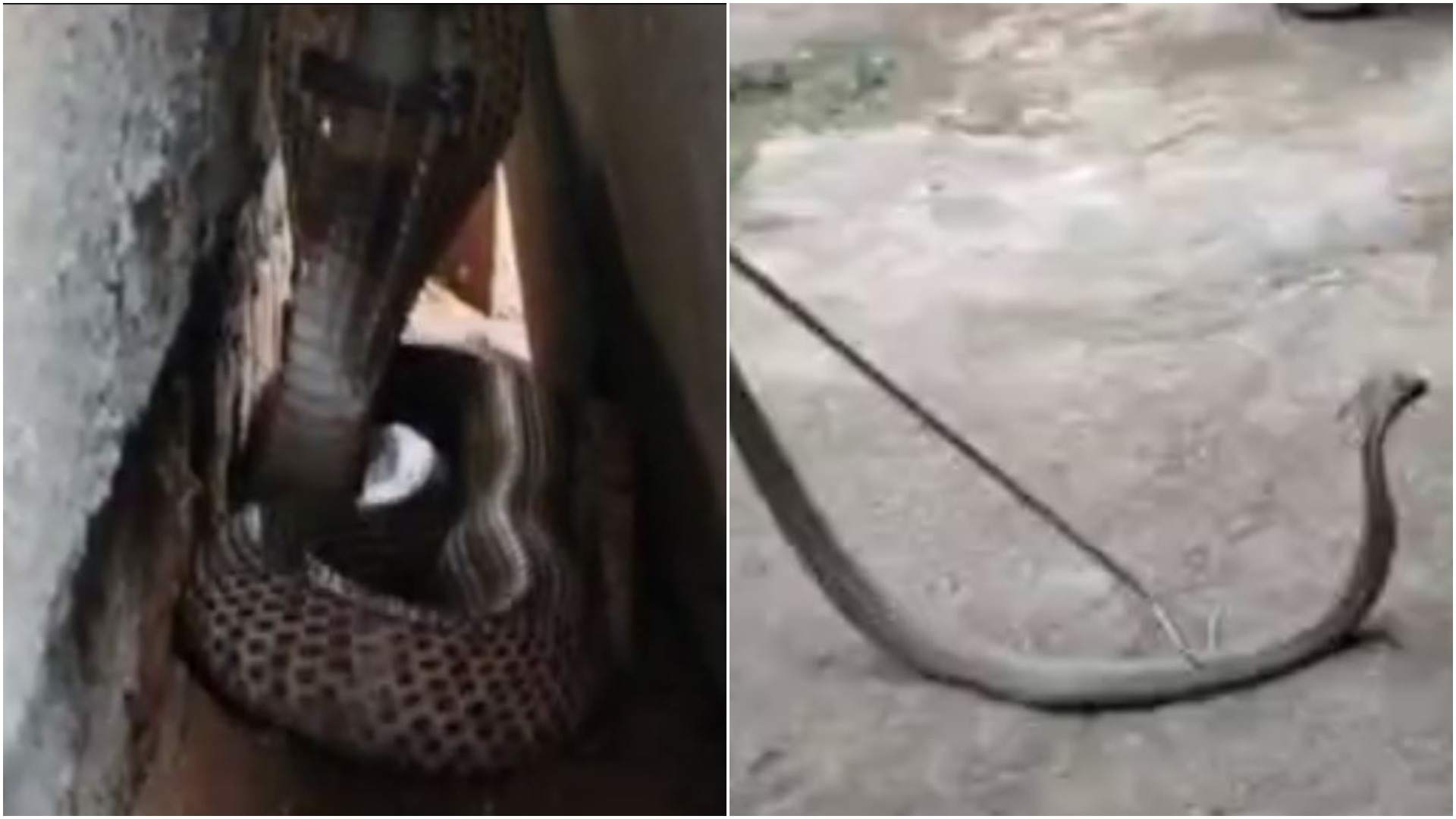 Cobra snake : कोबरा सांप की खौफनाक आवाज़ सुन घर वालों की हालत हुई ख़राब,