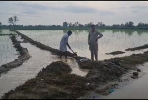 Haryana ki khabren, बरसाती पानी की निकासी नहीं होने से फसल को हुआ नुकसा....