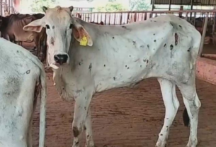 Lampi virus in haryana, लंपी बीमारी का बढ़ा कहर गायों के साथ अब जंगली पशु भी..