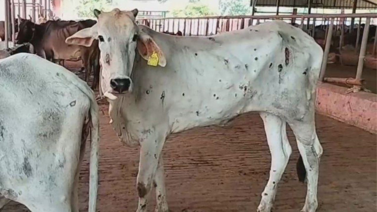 Lampi virus in haryana, लंपी बीमारी का बढ़ा कहर गायों के साथ अब जंगली पशु भी..