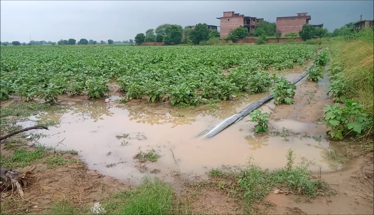 Today breaking in hindi, भारी बारिश के कारण खरीफ की फसलों में जलभराव होने...
