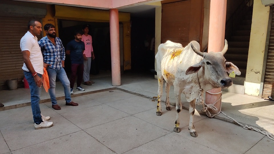 Haryana today news, गोसवकों ने लंपी पीड़ित गाय को नगरपरिषद कार्यालय में......
