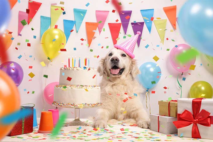 Dog birthday wishes, कुत्ते के जन्मदिन पर शानदार पार्टी, तीन सौ लोगों में बाटा कार्ड