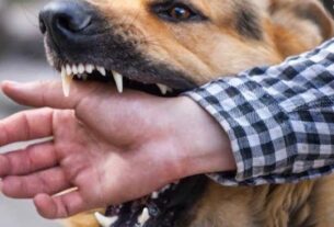 Dog bites patients, कुत्तों काआंतक: 20 दिनों में आए 50 नए मामले... | Total tv |