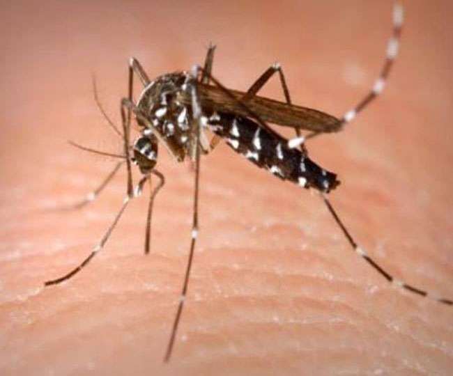 Dengue in Delhi, राजधानी दिल्ली में डेंगू का कहर लगातार जारी, डेंगू के 272 मामले....