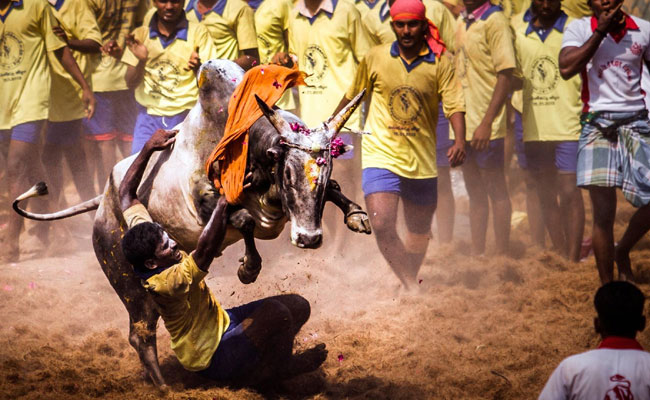 Tamil Nadu News, तमिलनाडु में शुरू हुआ जल्लीकट्टू खेल, बैलों को काबू करने उतरे ....