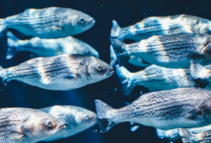 Why the size of fishes is getting smaller, scientists made a big revelation