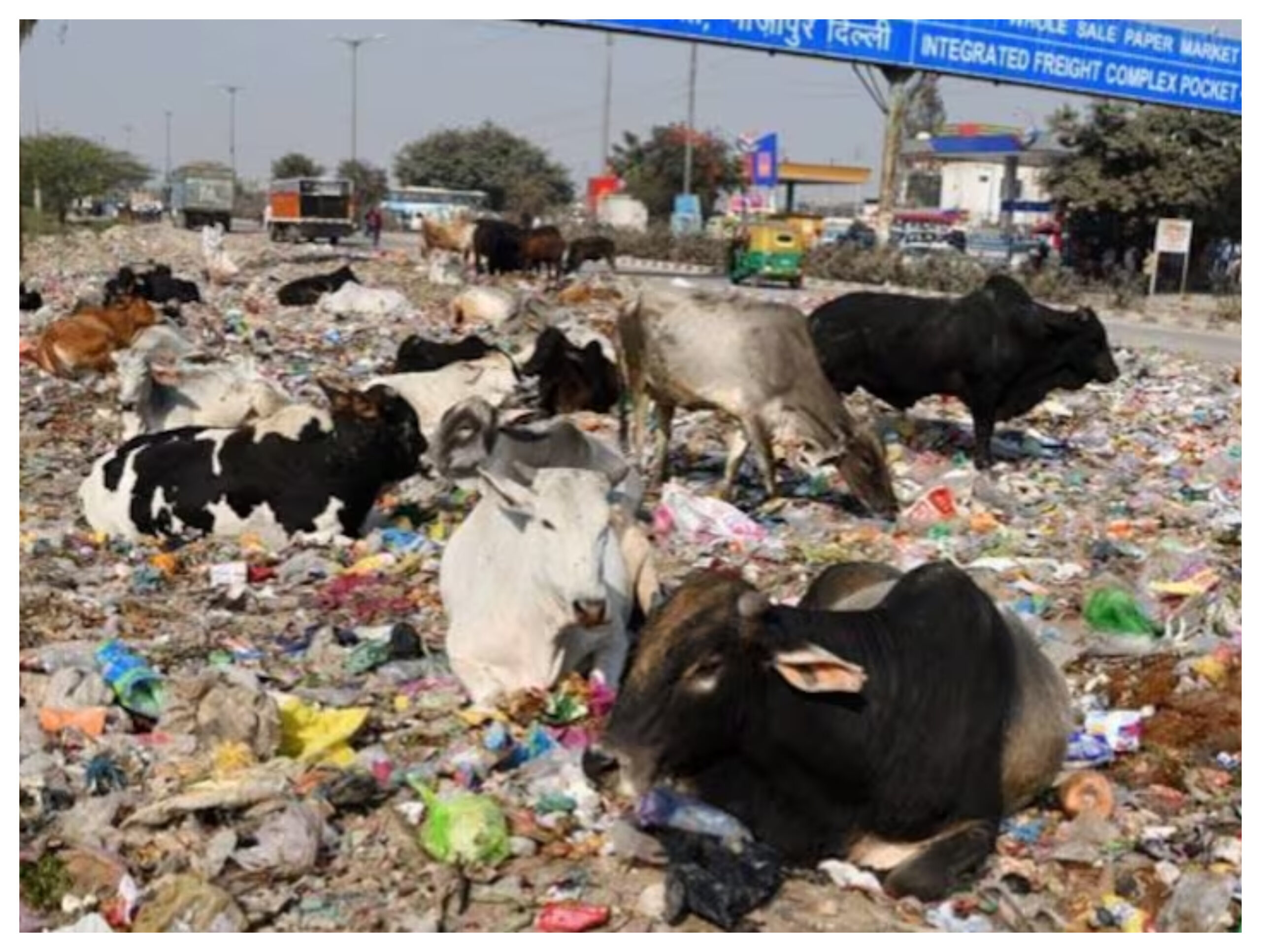 Lok Sabha Election 2024: Dirt and terror of stray animals important issues for voters of West Delhi, loksabha election 2024
