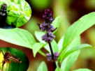Health News , Health Tips , Marua Plant , Marua Plant , Benefits of Marua Plant ,