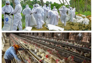 Ranchi: Avian flu outbreak in government poultry farm, 2,196 birds killed