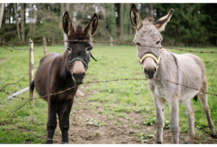 Donkeys IQ level: Donkeys' memory will surprise you, they become alert even before dangers, iq-level-of-donkeys-equal-to-that-of-humans in hindi news, donkeys, IQ Level, donkey age , donkey intelligence , donkey memory , donkey nature , all about donkey , donkey life,