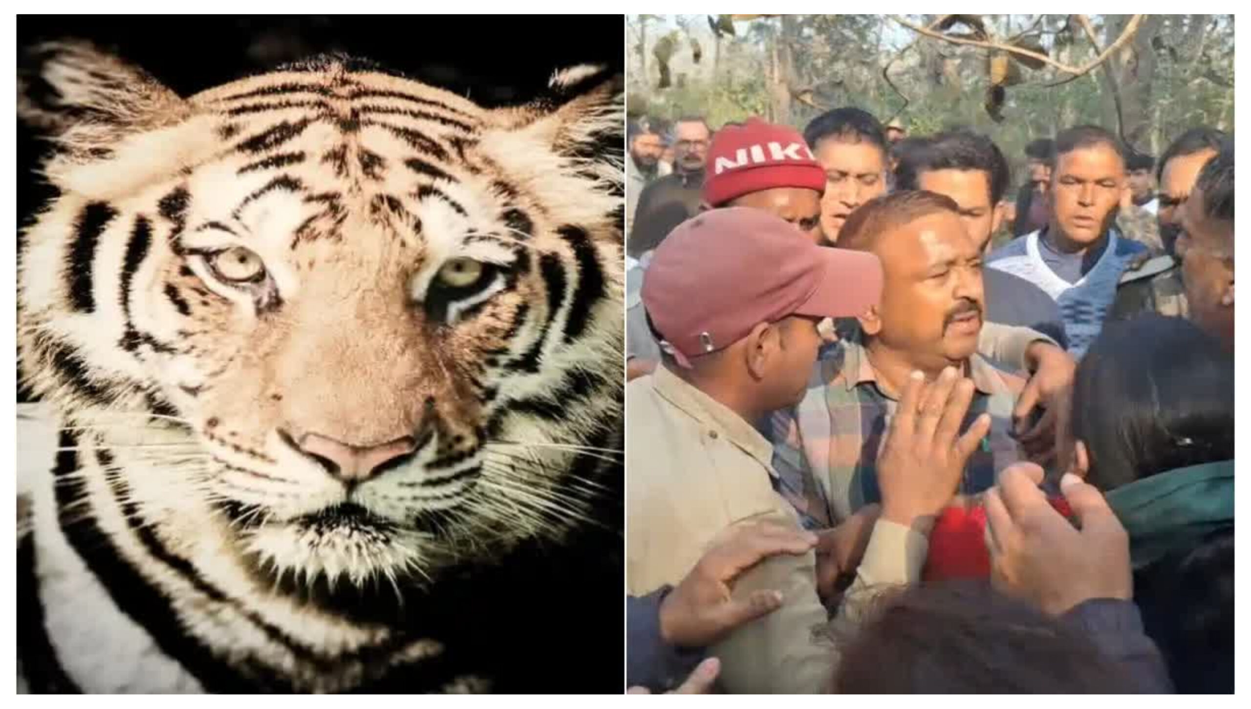 Uttarakhand: Villager dies in tiger attack in Ramnagar, aaj ki khabar, nainital-common-man-issues,tiger attack in uttarakhand,