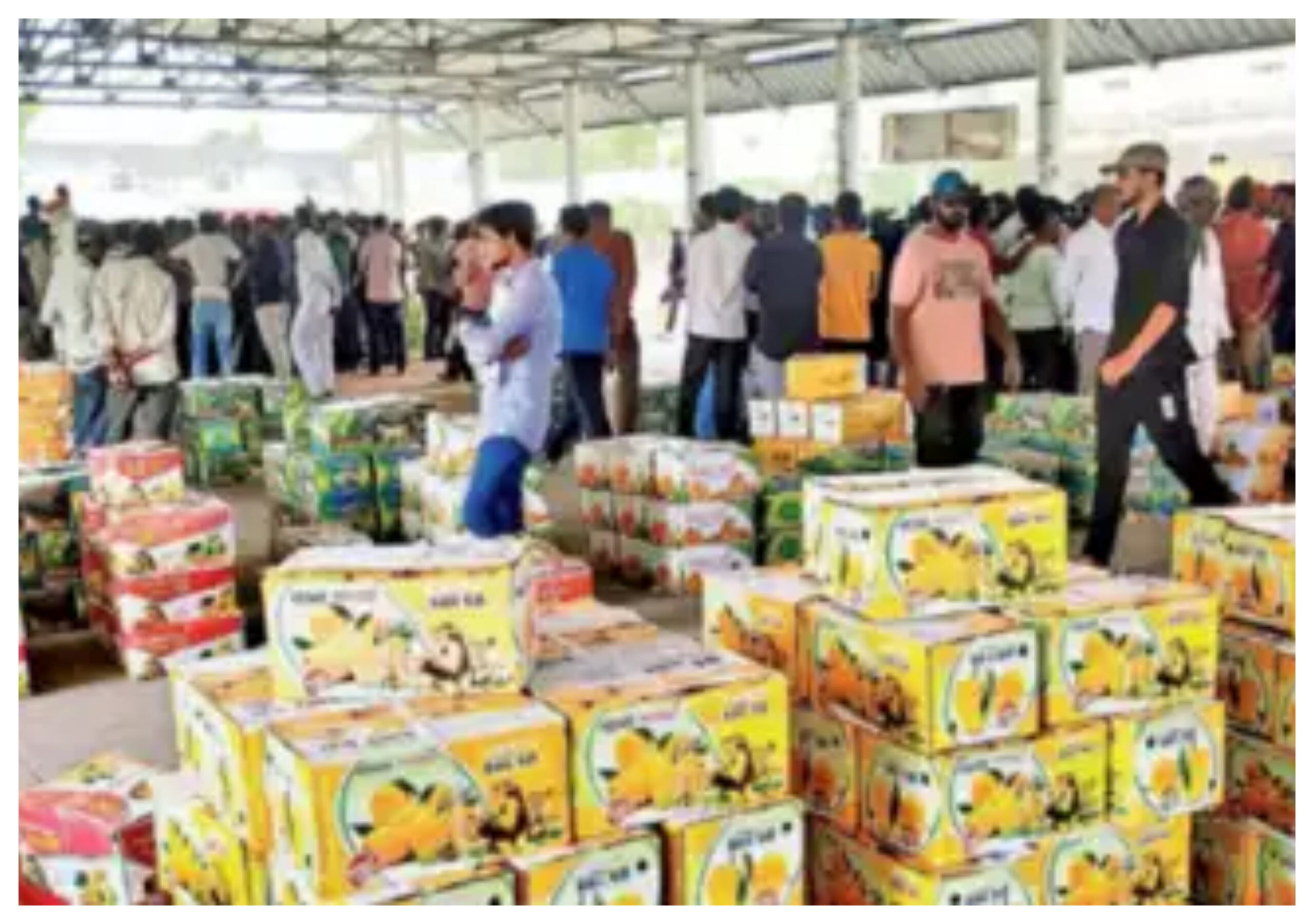 Gujarat: Auction of 'Kesar Mango' begins in Rajkot, Gujarat, Rajkot, Talala Bazaar-youtube-twitter-amazon-facebook