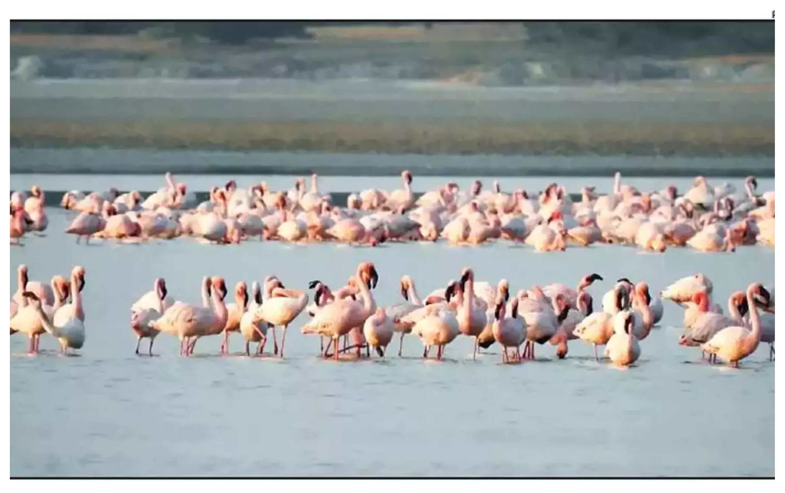 Rajasthan: The salt water lake in Sambhar, Jaipur Sambhar Lake,heritage train sambar, #birds, #uttarakhand, #jaipur, #BreakingNews,Shakambhari Mata Mandir Sambhar Jaipur,Devyani Sarovar Sambhar Jaipur,migratory bird sambhar lake,Sambhar Lake Tourism Jaipur-youtube-facebook-twitter-amazon-google,Jaipur became buzzing due to the arrival of migratory birds,