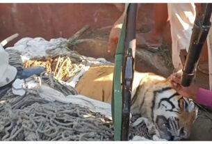 Maharashtra: Two tigers died within 48 hours in Vidarbha area, PenchNational Park,Pench Tiger Reserve,Seoni District,Madhya Pradesh,Tiger Reserve ,PenchNational Park, #maharashtra, #penchnationalpark, #tiger, #park, #MadhyaPradesh-youtube-facebook-twitter-google-amazon-totaltv live-total news in hindi
