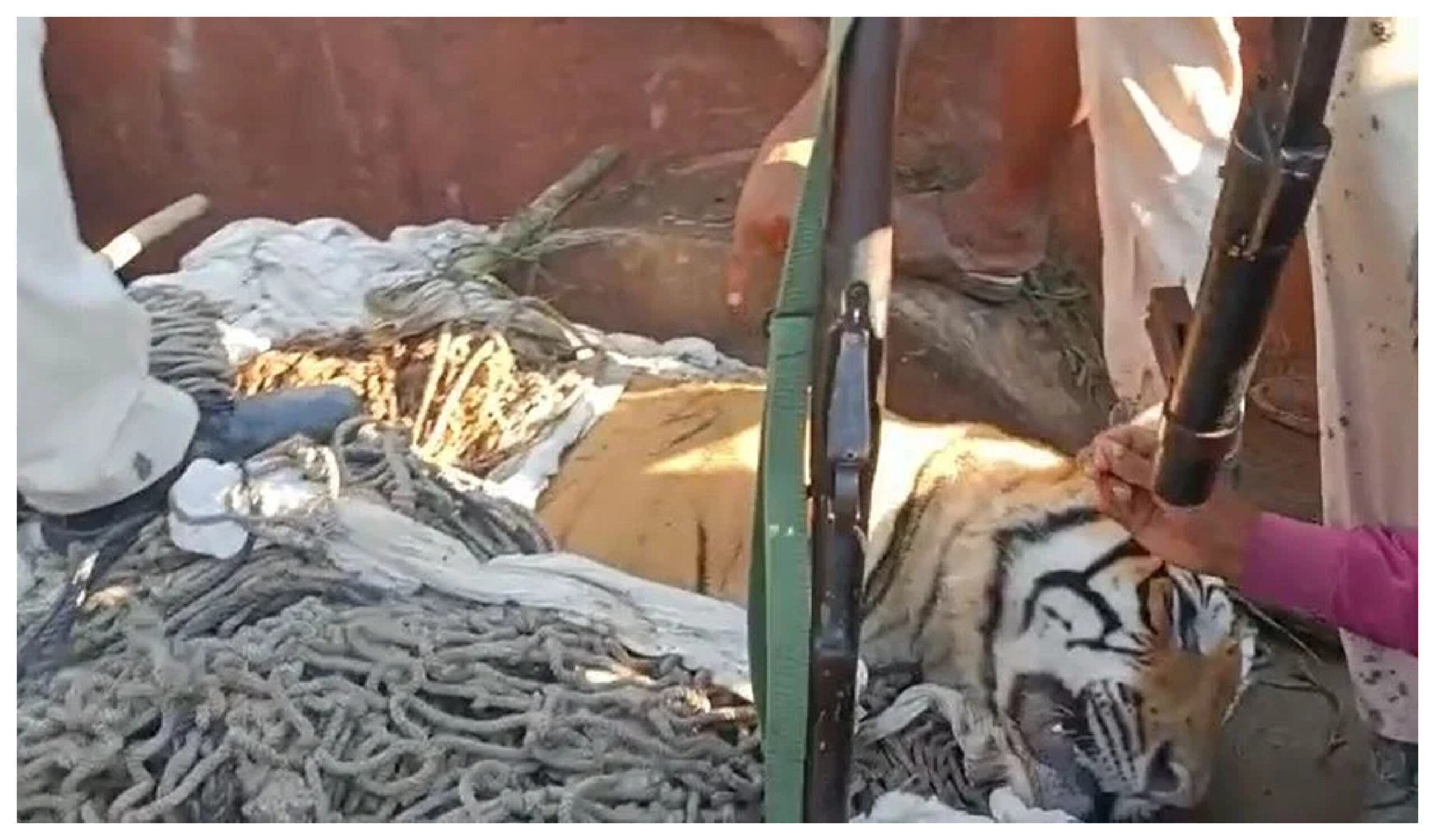 Maharashtra: Two tigers died within 48 hours in Vidarbha area, PenchNational Park,Pench Tiger Reserve,Seoni District,Madhya Pradesh,Tiger Reserve ,PenchNational Park, #maharashtra, #penchnationalpark, #tiger, #park, #MadhyaPradesh-youtube-facebook-twitter-google-amazon-totaltv live-total news in hindi