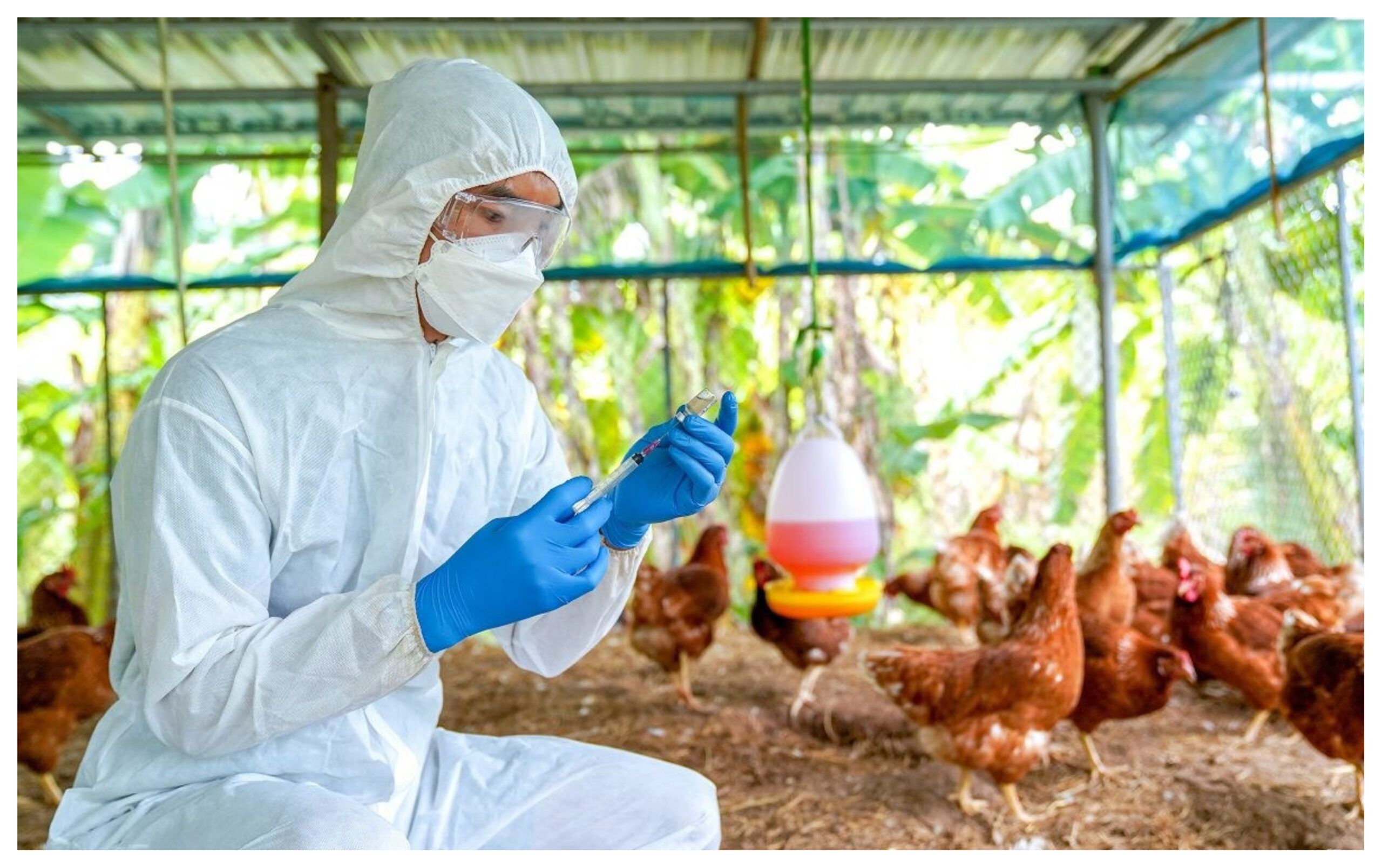 Bird Flu: Kerala government steps up efforts to deal with bird flu, Bird flu, Bird flu news in Hindi, Bird flu once again caused tension, this is the plan to prevent bird flu alert, Uttarakhand news in Hindi-youtube-facebook-twitter-amazon-google, totaltv live, total news in hindi, #birds, #BirdFlu, #doctor, #HindiNews, #BreakingNews