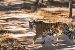 Maharashtra: Terror of tigers near Pench Tiger Reserve in Nagpur, people are living their lives in fear. Pench Reserve Tiger Cub Death, Jabalpur School Wildlife Forensics, Tiger Cub Death Investigation, Pench Tiger Reserve Tiger Death, Seoni Pench Tiger Reserve, Seoni Pench Tiger Reserve The mystery of the death of the tiger cub is being investigated by the forensic team. #pench, #tiger, #tigercub, #tigercubdeath, #jabalpur, #jabalpur_city, #wildlife, #seoni, #investigation, #forensics, #forensicteam