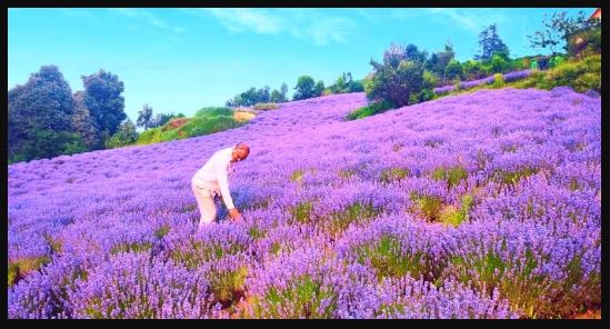 jammu-general,jammu and kashmir news, city and states, news in hindi, general news, Lavender farmers, purple revolution,Jammu and Kashmir news