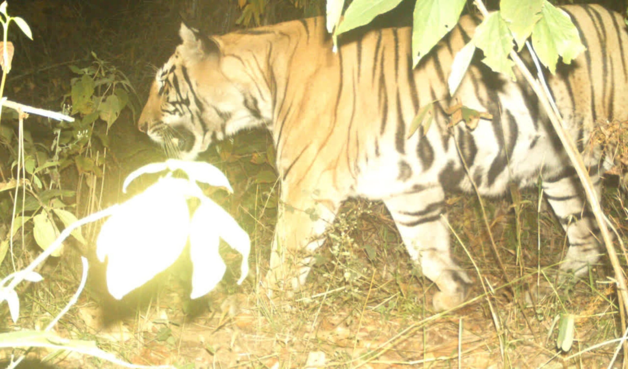 Uttarakhand: 350 trap cameras installed to count tigers, Phase-4 technology is also being used. Ramnagar Forest Division Tiger Census, Nainital Ramnagar Tiger Census, Uttarakhand Tiger Census, Uttarakhand Tiger Census, Tiger Census in Uttarakhand, Corbett Tiger Reserve, Tiger Census in Ramnagar Forest