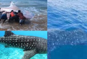 Kerala Shark News: