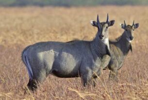 Rajasthan News: One person arrested for hunting Nilgai cows in Jaipur, Chaumu Wildlife News, Nilgai Poaching Case, Sabalpura Hunting Incident, Kaladera Poaching Investigation, Wildlife Crime India, Nilgai Hunters Arrested,