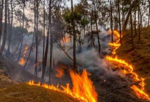 Jammu and Kashmir: Fire breaks out in forests of Rajouri, causes massive damage,