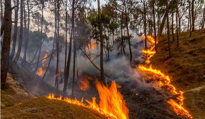 Jammu and Kashmir: Fire breaks out in forests of Rajouri, causes massive damage,
