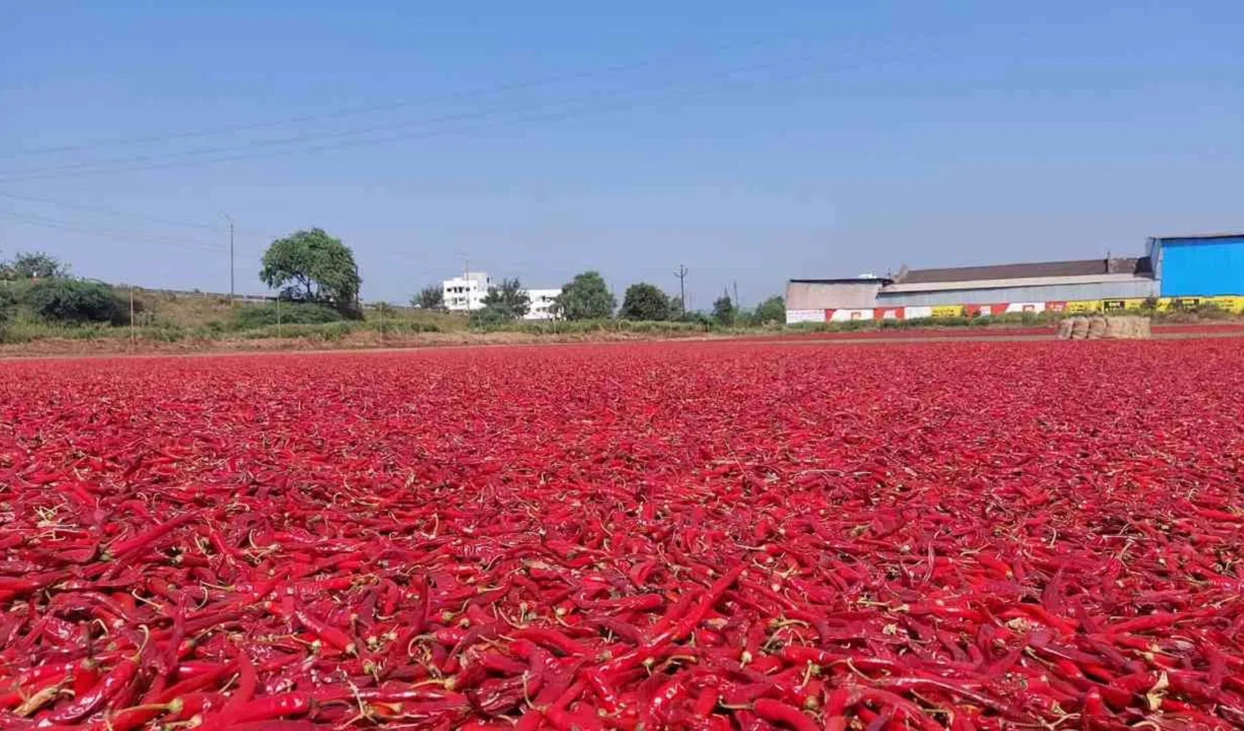 Andhra Pradesh: Chilli farmers upset in many districts, cost increased, price decreased, Andhra Pradesh, CM Chandrababu Naidu, red chilli, fall in prices, red chilli farmer, central government, shiraj singh chauhan, India News in Hindi, Latest India News Updates, Andhra Pradesh, CM Chandrababu Naidu, red chilli, fall in prices, red chilli farmer, central government, Shiraj Singh Chauhan