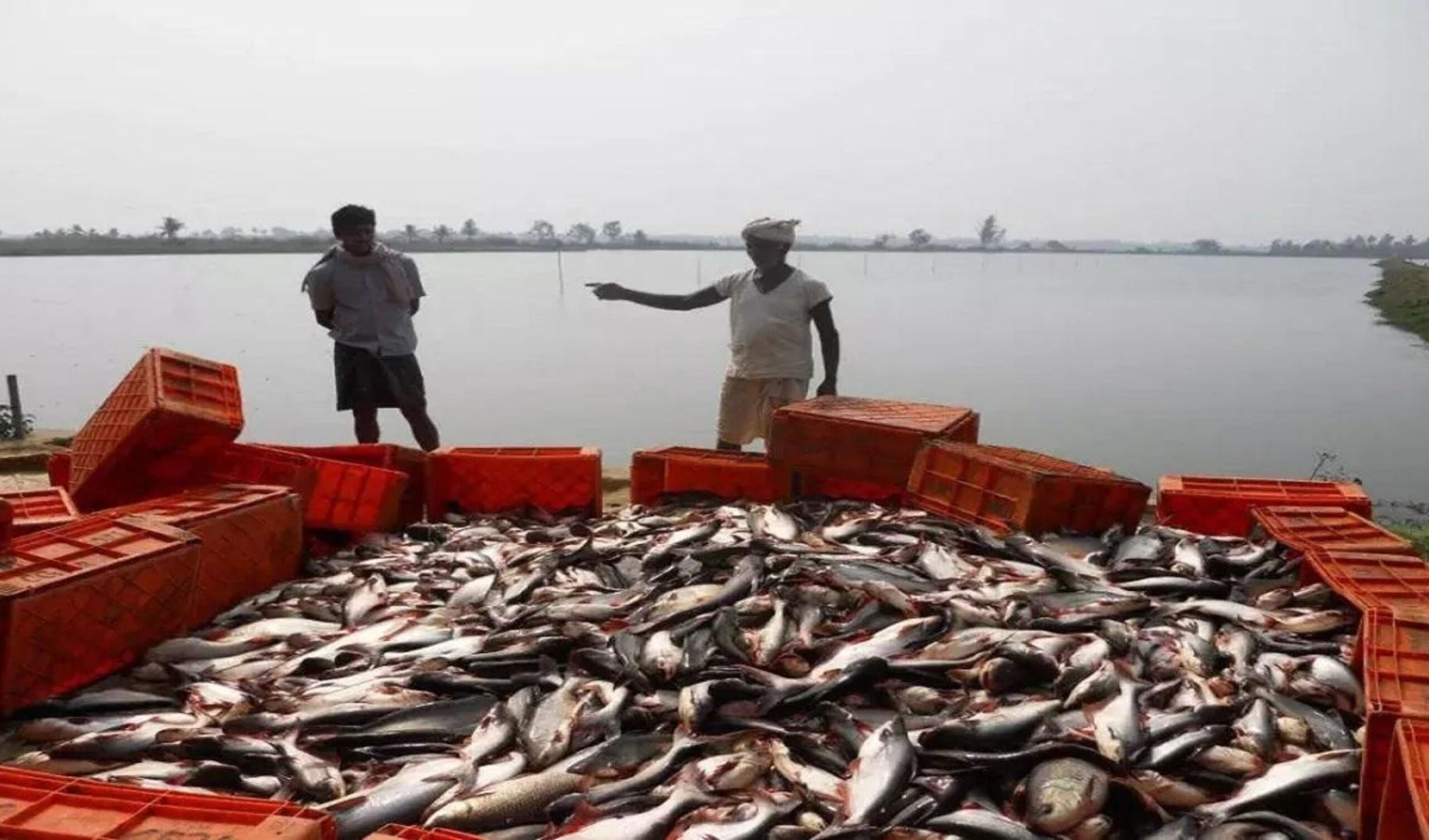 Gujarat: Fish farming industry is growing rapidly, result of Pradhan Mantri Matsya Sampada Yojana, Charkhi Dadri News, Charkhi Dadri News Today, Charkhi Dadri News in Hindi, Charkhi Dadri News, Prime Minister Matsya Sampada Yojana