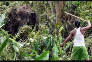 #WayanadElephantAttack, #Wayanad #WildlifeSafety, #ElephantConservation, #HumanWildlifeConflict, #NatureAwareness, #WildlifeProtection, #AnimalBehavior, #SafetyFirst, #WayanadNews,