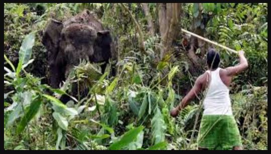 #WayanadElephantAttack, #Wayanad #WildlifeSafety, #ElephantConservation, #HumanWildlifeConflict, #NatureAwareness, #WildlifeProtection, #AnimalBehavior, #SafetyFirst, #WayanadNews,