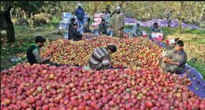 #HimachalPradesh, #AppleFarmers, #LowYield, #ClimateImpact, #RainfallDeficiency, #AgricultureChallenges, #FarmersStruggles, #AppleProduction, #SustainableFarming, #SupportFarmers,