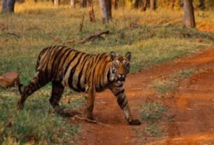 #Rajasthan, #Bundi, #Ramgarh, #Tiger, #Reserve, #Major, #TigerBody, #RajasthanNews, #aajkitazakhabar, #RajasthanNewsinHindi