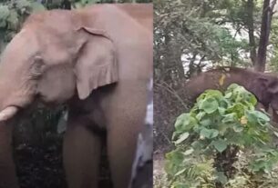 KERALA WILD ELEPHANT: