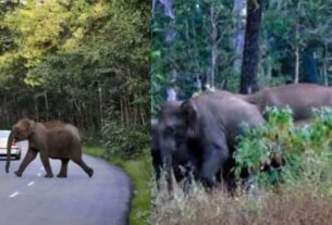 Keral Elephant Hamla: