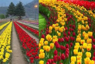 Kashmir Tulip Garden Open: