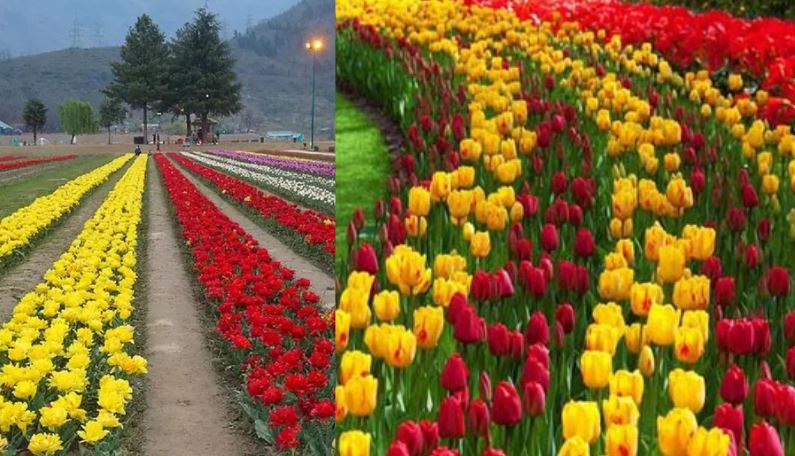 Kashmir Tulip Garden Open: