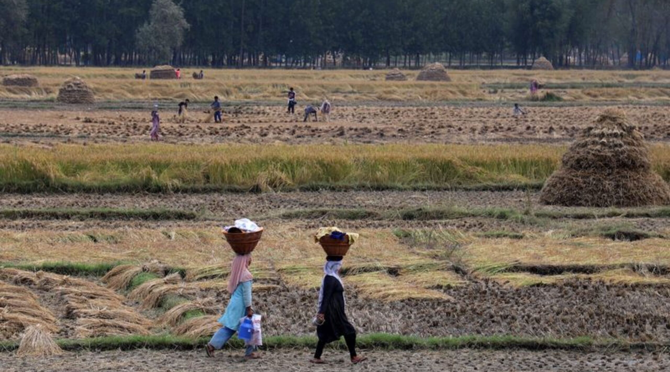 Jammu and Kashmir: Impact of the first terrorist attacks in the areas adjoining the border, farmers started harvesting seeds before time, kathua-state,Heeranagar sector, Pahalgam Terrorists Attack, India-Pakistan tensions, Border area farming, Wheat harvesting, Bunker preparations, Agricultural department Heeranagar, Farmers safety, pahalgam terror attack, pahalgam attack, pahalgam terrorist attack, terror attack in pahalgam, terrorist attack pahalgam, pahalgam tourist attack, pahalgam,terror attack, jammu kashmir terrorist attack, pehalgam terror attack, terrorist attack, jammu kashmir terror attack, terrorist attack in pahalgam, jammu terror,Jammu and Kashmir news