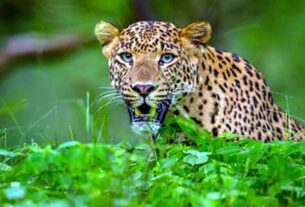 Uttarakhand: Leopard ran away after snatching a 4-year-old child from his mother's hands, the innocent's body was found in the forest, bageshwar news, bageshwar latest news, leopard, boy, attack, village, fear, leopard, boy, attack, village, panic