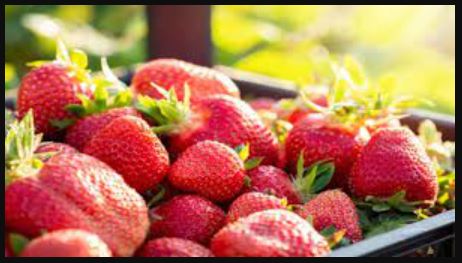 #ManaliStrawberries, #HimachalHarvest, #StrawberrySeason, #TasteOfManali, #HimachalFresh, #FarmToTable, #StrawberryBoom, #ManaliVibes, #LocalFlavors, #TouristFavorites, #StrawberryLove, #HimachalDiaries, #SupportLocalFarmers, #Manali2025,