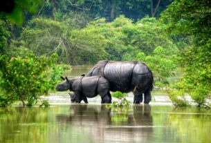 Assam News: Flood in Kaziranga National Park, forest officials increased surveillance,