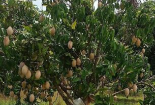 Mango Market: Chittoor's mango farmers in trouble, pulp factories refuse to buy mangoes,