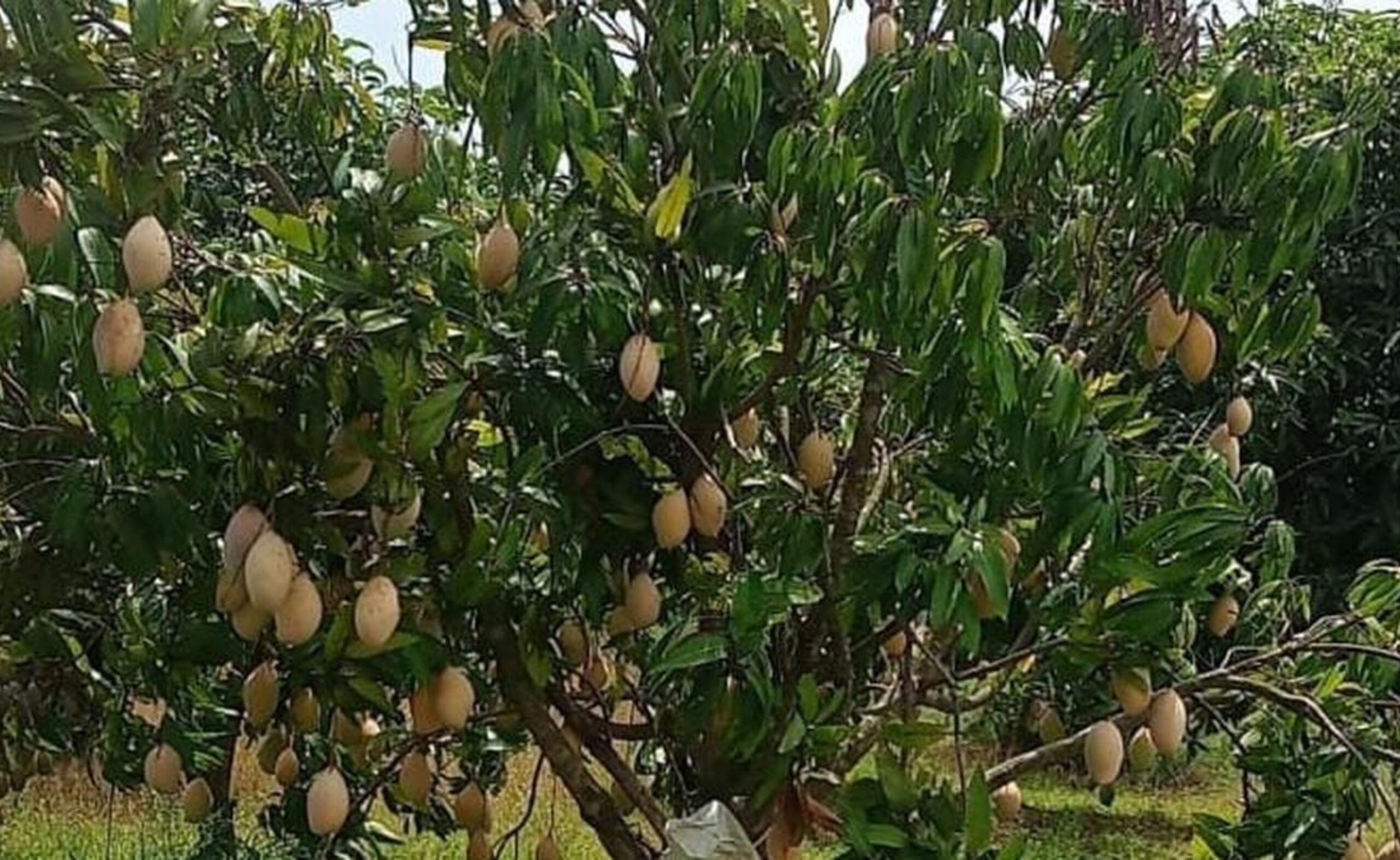 Mango Market: Chittoor's mango farmers in trouble, pulp factories refuse to buy mangoes,