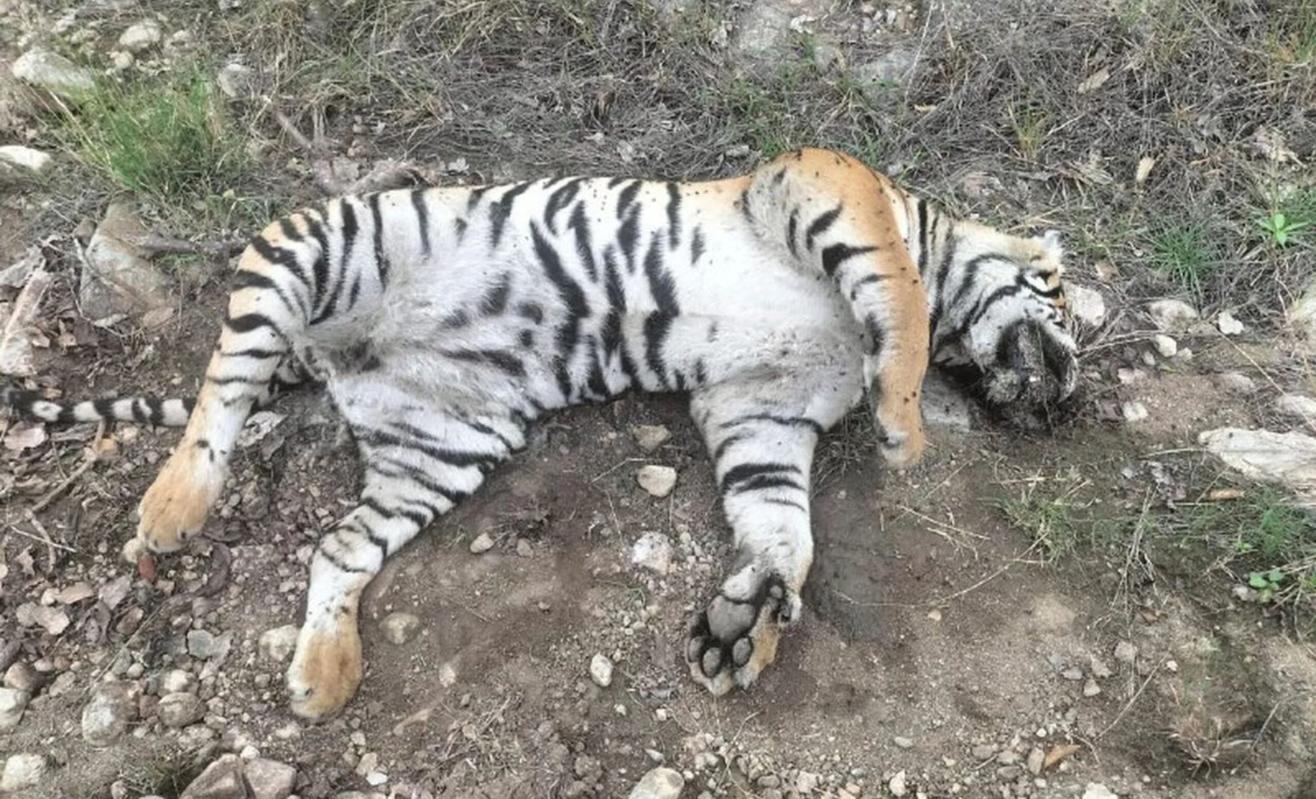 Karnataka News: Tigress and 4 cubs died due to poisoning, a round of allegations and counter-allegations began, forest minister ishwar khandare, karnataka forest department, male mahadeshwara hills forest, karnataka, five tigers died, karnataka forest department officials say five tigers died after eating poisoned cow- #ForestMinister, #karnataka, #Karnatakanews, #LatestNews