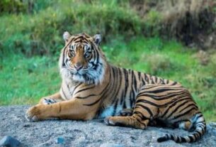 Chhatarpur News, Chhatarpur News Today, Chhatarpur News in Hindi, छतरपुर समाचार, छतरपुर न्यूज़, chhatarpur news, mp news, mp news today, mp local news, mp latest news, panna tiger reserve, chhatarpur local news,"