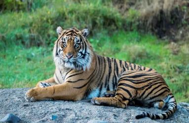 Chhatarpur News, Chhatarpur News Today, Chhatarpur News in Hindi, छतरपुर समाचार, छतरपुर न्यूज़, chhatarpur news, mp news, mp news today, mp local news, mp latest news, panna tiger reserve, chhatarpur local news,"