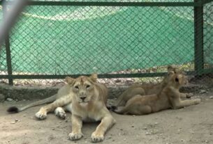 Jambu Zoo: