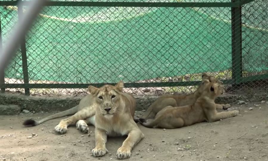 Jambu Zoo: